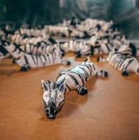 Zebras Zorro