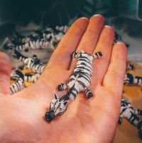 Zebras Zorro