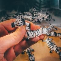 Zebras Zorro