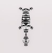 Zebras Zorro
