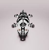 Zebras Zorro